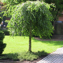       Betula pendula Youngii 